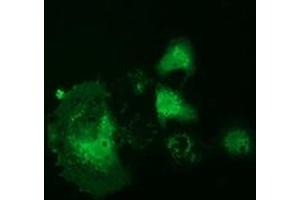 Anti-RNH1 mouse monoclonal antibody (ABIN2453613) immunofluorescent staining of COS7 cells transiently transfected by pCMV6-ENTRY RNH1 (RC208360). (RNH1 Antikörper)