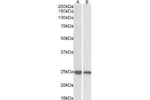 Western Blotting (WB) image for anti-Growth Factor Receptor-Bound Protein 2 (GRB2) (C-Term) antibody (ABIN184670)