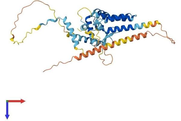 EID3 Protein (AA 1-375) (His tag)