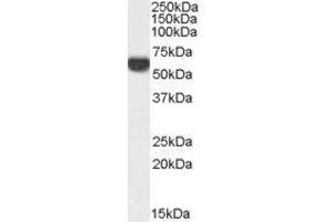 Image no. 1 for anti-Perilipin 1 (PLIN1) (C-Term) antibody (ABIN374794) (PLIN1 Antikörper  (C-Term))