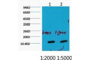 Western Blot (WB) analysis of HeLa, diluted at 1) 1:2000 2) 1:5000. (COX IV Antikörper)