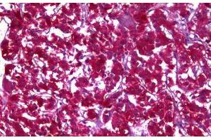 Anti-MDH1 antibody IHC staining of human adrenal. (MDH1 Antikörper)