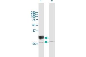 Western Blot analysis of RND1 expression in transfected 293T cell line by RND1 MaxPab polyclonal antibody. (RND1 Antikörper  (AA 1-232))
