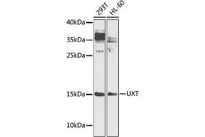 UXT Antikörper  (AA 13-169)