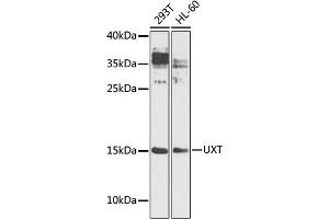 Western blot analysis of extracts of various cell lines, using UXT antibody (ABIN1683236, ABIN3018705, ABIN3018706 and ABIN6220550) at 1:1000 dilution. (UXT Antikörper  (AA 13-169))