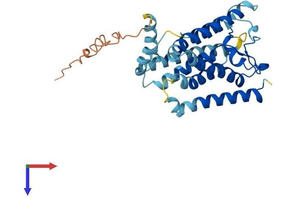 RHBDL2 Protein (AA 1-302) (His tag)