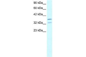 WB Suggested Anti-FOXL1 Antibody Titration:  2.