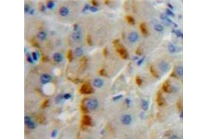 IHC-P analysis of Liver tissue, with DAB staining. (CD79b Antikörper  (AA 26-225))