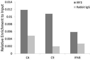 Chromatin immunoprecipitation analysis extracts of HCT116 cell line, using IRF3 rabbit polyclonal antibody and rabbit IgG. (IRF3 Antikörper)