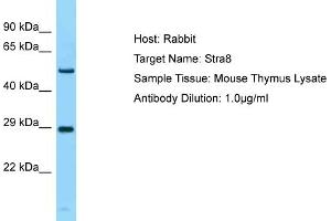 Host: Rabbit Target Name: Stra8 Sample Type: Mouse Thymus lysates Antibody Dilution: 1. (STRA8 Antikörper  (N-Term))