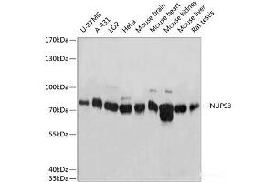 Western blot analysis of extracts of various cell lines using NUP93 Polyclonal Antibody at dilution of 1:3000. (NUP93 Antikörper)