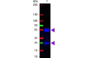 Western Blot of Fluorescein conjugated Rabbit anti-Swine IgG antibody. (Kaninchen anti-Schwein IgG (Heavy & Light Chain) Antikörper (FITC))
