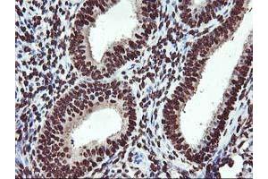 Image no. 4 for anti-O-Sialoglycoprotein Endopeptidase (OSGEP) (AA 1-335) antibody (ABIN1490751)