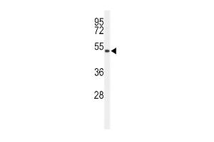 Western blot analysis of ASMT Antibody (Center) (ABIN650987 and ABIN2840024) in 293 cell line lysates (35 μg/lane). (ASMT Antikörper  (AA 212-241))