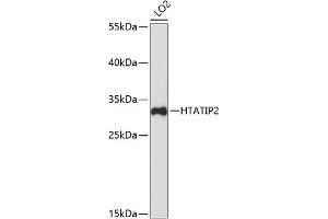 Western blot analysis of extracts of LO2 cells, using HT antibody (ABIN7267755) at 1:3000 dilution.