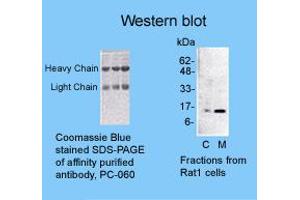 Image no. 1 for anti-Cytochrome C, Somatic (CYCS) antibody (ABIN187764) (Cytochrome C Antikörper)