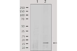 Western blot analysis of extracts from HepG2, using COX5A Antibody. (COX5A Antikörper  (Internal Region))