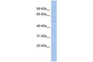 Image no. 1 for anti-Src Homology 2 Domain Containing Adaptor Protein B (SHB) (AA 35-84) antibody (ABIN6744314)