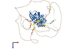 PAK7 Protein (AA 1-719) (His tag)