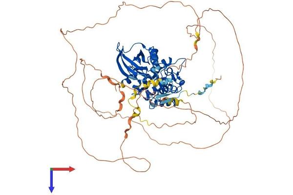 PAK7 Protein (AA 1-719) (His tag)