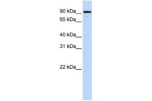 WB Suggested Anti-NR3C1 Antibody Titration:  0.