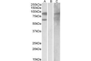 HEK293 lysate (10ug protein in RIPA buffer) overexpressing Human RACGAP1 with DYKDDDDK tag probed with ABIN184690 (0. (RACGAP1 Antikörper  (C-Term))