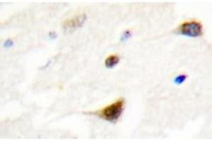 Immunohistochemistry analyzes of TRF1 antibody in paraffin-embedded human brain tissue. (TRF1 Antikörper)