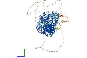 Protein Structure (PS) image for TAF5 RNA Polymerase II, TATA Box Binding Protein (TBP)-Associated Factor, 100kDa (TAF5) (AA 1-801) protein (His tag) (ABIN7564483)