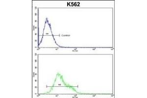 IC Antibody (C-term) (ABIN1882096 and ABIN2842402) flow cytometric analysis of k562 cells (bottom histogram) compared to a negative control cell (top histogram). (ICAM1 Antikörper  (C-Term))