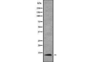 Western blot analysis of RPL37 using Jurkat whole cell lysates