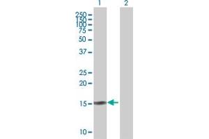Western Blot analysis of SCGB2A2 expression in transfected 293T cell line by SCGB2A2 MaxPab polyclonal antibody. (Mammaglobin A Antikörper  (AA 1-93))