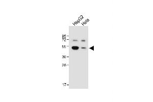 All lanes : Anti-BDK_1 Antibody (Center) at 1:1000 dilution Lane 1: HepG2 whole cell lysate Lane 2: Hela whole cell lysate Lysates/proteins at 20 μg per lane. (BDK_1 (AA 213-239) Antikörper)