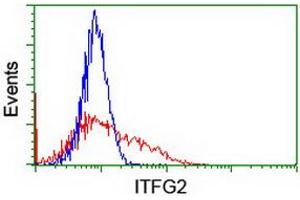 Image no. 2 for anti-Integrin alpha FG-GAP Repeat Containing 2 (ITFG2) antibody (ABIN1498907) (ITFG2 Antikörper)