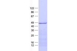 C18orf54 Protein (His tag)