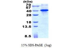 Image no. 1 for Myeloid Differentiation Primary Response Gene (88) (MYD88) protein (His tag) (ABIN1098740) (MYD88 Protein (His tag))