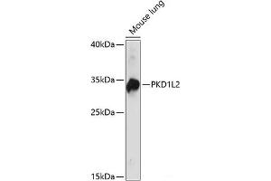 Western blot analysis of extracts of Mouse lung using PKD1L2 Polyclonal Antibody at dilution of 1:1000. (PKD1L2 Antikörper)