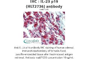 Image no. 1 for anti-Interleukin 23, alpha subunit p19 (IL23A) antibody (ABIN1724064) (IL23A Antikörper)