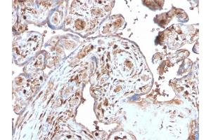 Formalin-fixed, paraffin-embedded human Placenta stained with S100A4 Recombinant Rabbit Monoclonal Antibody (S100A4/2750R). (Rekombinanter s100a4 Antikörper  (AA 1-200))