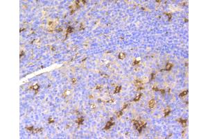 Immunohistochemistry of paraffin-embedded human tonsil using LYZ antibody. (LYZ Antikörper)