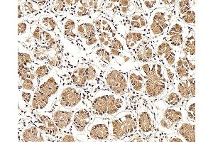 Immunohistochemistry analysis of paraffin-embedded human stomach using LEP Polyclonal Antibody at dilution of 1:100. (Leptin Antikörper)