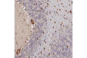 Immunohistochemical staining (Formalin-fixed paraffin-embedded sections) of human cerebellum with PELI3 polyclonal antibody  shows strong cytoplasmic positivity in Purkinje cells while additional nuclear membranous staining in cells in molecular layer. (Pellino 3 Antikörper)