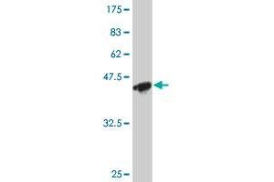 Western Blotting (WB) image for anti-Apolipoprotein M (APOM) (AA 23-188) antibody (ABIN565963)