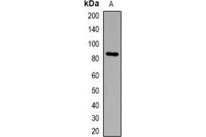 Western blot analysis of DCLK2 expression in HepG2 (A) whole cell lysates. (DCLK2 Antikörper  (N-Term))
