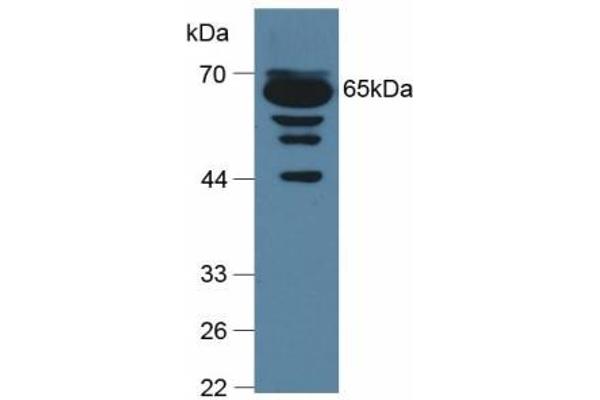 C9 anticorps  (AA 136-512)