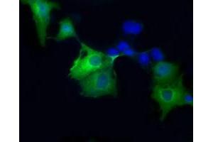 Immunofluorescence (IF) image for anti-Sorbitol Dehydrogenase (SORD) antibody (ABIN1501073) (SORD Antikörper)