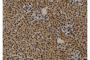 ABIN6273457 at 1/100 staining Mouse kidney tissue by IHC-P. (CENPF Antikörper  (C-Term))