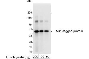 anti-AU1 Epitope Tag (DTYRYI) antibody