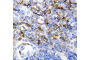 Anti-IL7 antibody, IHC(P) IHC(P): Mouse Spleen Tissue (IL-7 Antikörper  (N-Term))