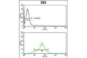 Flow Cytometry (FACS) image for anti-Dimethylarginine Dimethylaminohydrolase 1 (DDAH1) (AA 221-250), (C-Term) antibody (ABIN389434)