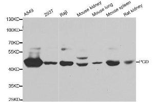 Western blot analysis of extracts of various cell lines, using PGD antibody. (PGD Antikörper  (AA 184-483))